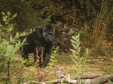 Gorilla Trekking