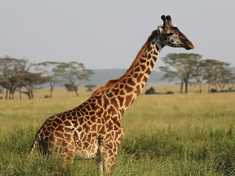 Tanzania Calving Season