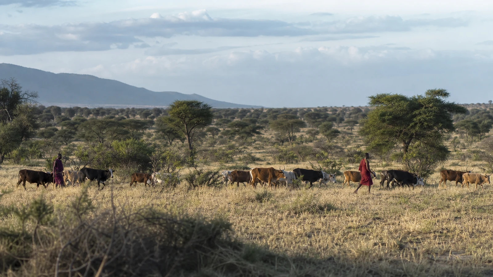 Maasai livestock herders crossing community conservancy grassland in Kenya