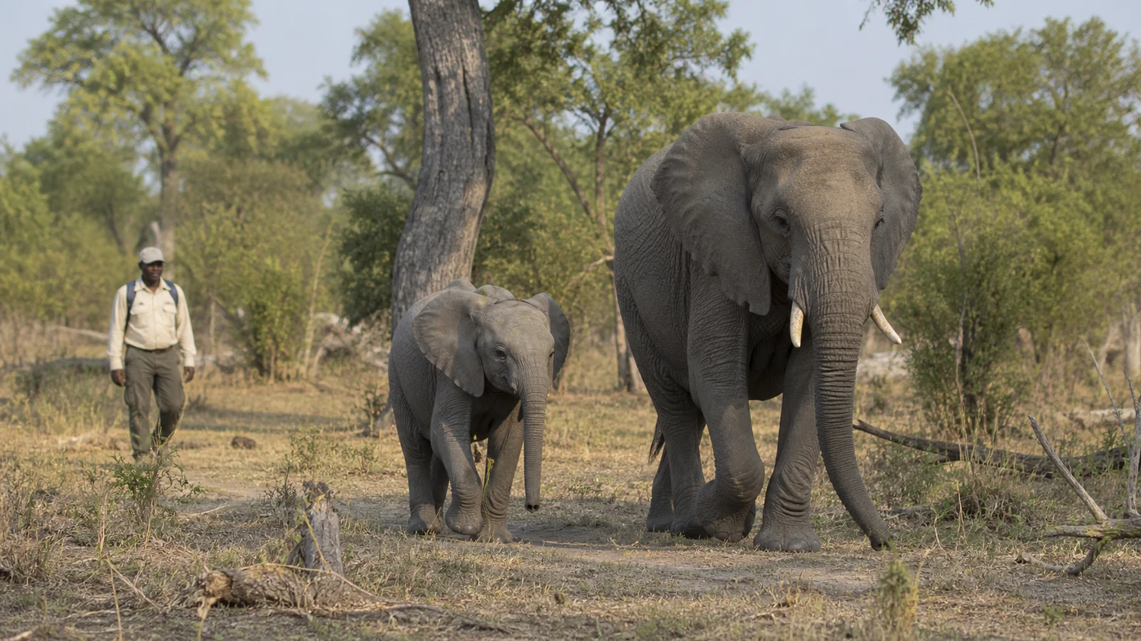 Elephant calf walking beside an adult in the Okavango Delta