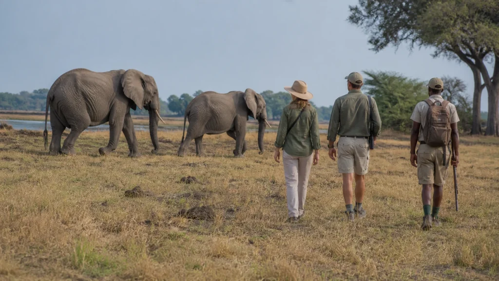 Travelers walking at a respectful distance beside elephants in the Okavango Delta