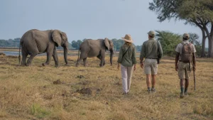 Travelers walking at a respectful distance beside elephants in the Okavango Delta