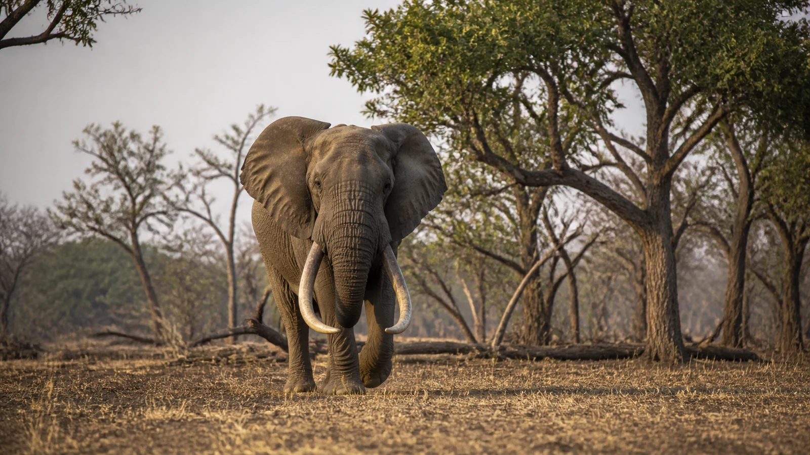 Large-tusked elephant walking through Gonarezhou woodland