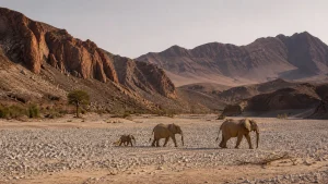 Desert-adapted elephants crossing the Hoanib River valley