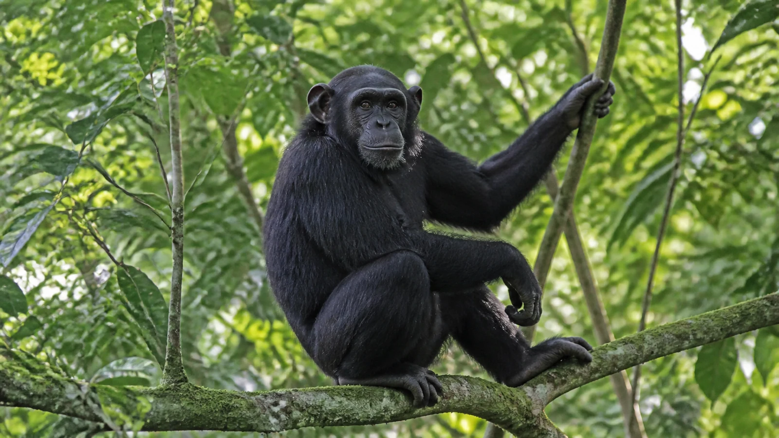 Wild chimpanzee in the rainforest of Mahale Mountains National Park