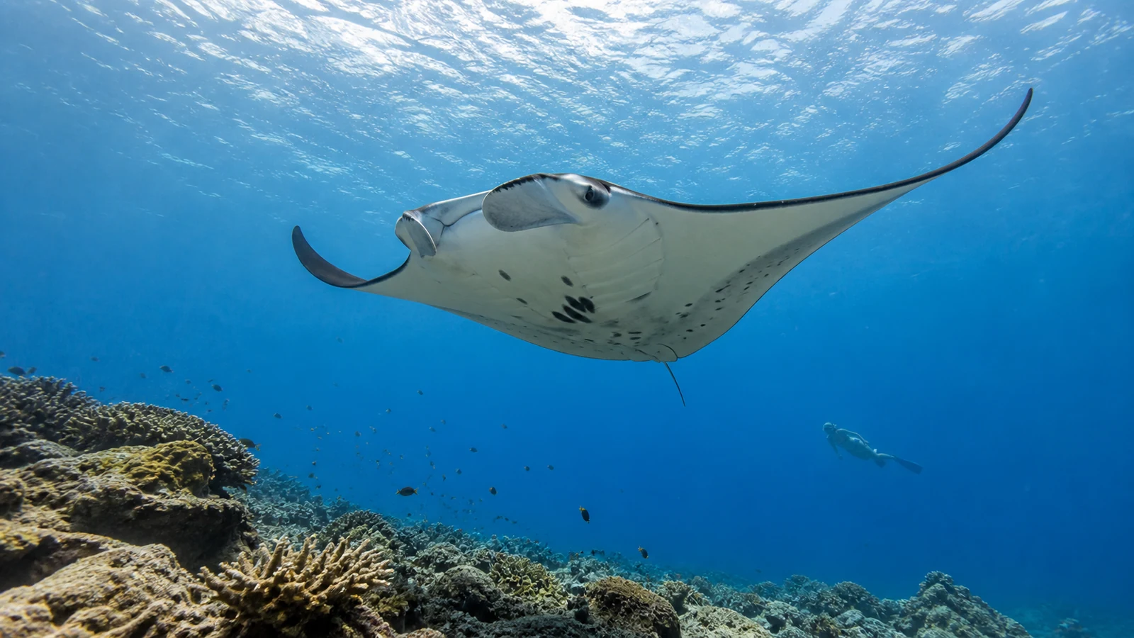 Manta ray gliding above a reef in Mozambique